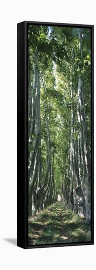 Plane Trees in a Forest, Provence, Provence-Alpes-Cote D'Azur, France-null-Framed Stretched Canvas