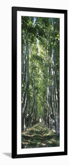 Plane Trees in a Forest, Provence, Provence-Alpes-Cote D'Azur, France-null-Framed Photographic Print