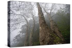 Plane Trees (Platanus Sp) in Mist, Ribeiro Frio Area, Madeira, March 2009-Radisics-Stretched Canvas