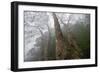 Plane Trees (Platanus Sp) in Mist, Ribeiro Frio Area, Madeira, March 2009-Radisics-Framed Photographic Print