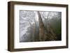 Plane Trees (Platanus Sp) in Mist, Ribeiro Frio Area, Madeira, March 2009-Radisics-Framed Photographic Print