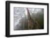 Plane Trees (Platanus Sp) in Mist, Ribeiro Frio Area, Madeira, March 2009-Radisics-Framed Photographic Print