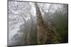 Plane Trees (Platanus Sp) in Mist, Ribeiro Frio Area, Madeira, March 2009-Radisics-Mounted Photographic Print