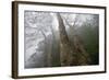 Plane Trees (Platanus Sp) in Mist, Ribeiro Frio Area, Madeira, March 2009-Radisics-Framed Photographic Print