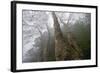 Plane Trees (Platanus Sp) in Mist, Ribeiro Frio Area, Madeira, March 2009-Radisics-Framed Photographic Print