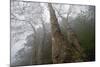 Plane Trees (Platanus Sp) in Mist, Ribeiro Frio Area, Madeira, March 2009-Radisics-Mounted Photographic Print