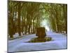 Plane Trees Shade Wide Boulevard of Cours Mirabeau in Aix En Provence-Gjon Mili-Mounted Photographic Print