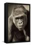 Planet of the Apes-Susann Parker-Framed Stretched Canvas