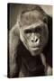 Planet of the Apes-Susann Parker-Stretched Canvas
