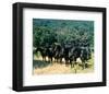 Planet of the Apes-null-Framed Photo