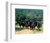 Planet of the Apes-null-Framed Photo