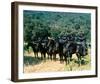 Planet of the Apes-null-Framed Photo