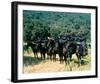 Planet of the Apes-null-Framed Photo