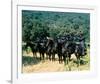 Planet of the Apes-null-Framed Photo