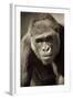 Planet of the Apes-Susann Parker-Framed Photographic Print