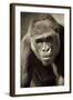 Planet of the Apes-Susann Parker-Framed Photographic Print