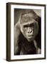 Planet of the Apes-Susann Parker-Framed Photographic Print