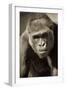 Planet of the Apes-Susann Parker-Framed Photographic Print