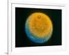 Planet Uranus, Taken by Voyager 2-null-Framed Photographic Print