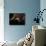 Planet with an Asteroid in the Starry Background-molodec-Photographic Print displayed on a wall