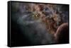 Planet X-null-Framed Stretched Canvas