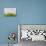 Plant and rock in the glacier river, Yttygran Island, Bering Sea, Russia Far East-Keren Su-Photographic Print displayed on a wall