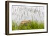 Plant and rock in the glacier river, Yttygran Island, Bering Sea, Russia Far East-Keren Su-Framed Photographic Print