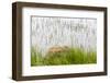 Plant and rock in the glacier river, Yttygran Island, Bering Sea, Russia Far East-Keren Su-Framed Photographic Print