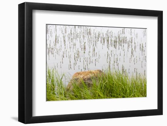 Plant and rock in the glacier river, Yttygran Island, Bering Sea, Russia Far East-Keren Su-Framed Photographic Print