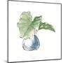Plant Big Leaf I Dark Green-Chris Paschke-Mounted Art Print