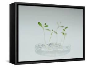 Plant Biotechnology-Lawrence Lawry-Framed Stretched Canvas