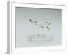 Plant Biotechnology-Lawrence Lawry-Framed Photographic Print