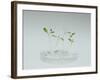 Plant Biotechnology-Lawrence Lawry-Framed Photographic Print