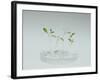 Plant Biotechnology-Lawrence Lawry-Framed Photographic Print