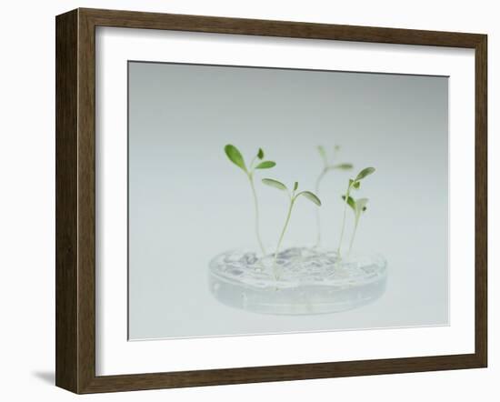 Plant Biotechnology-Lawrence Lawry-Framed Photographic Print