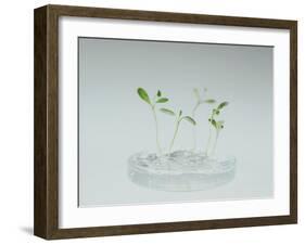 Plant Biotechnology-Lawrence Lawry-Framed Photographic Print