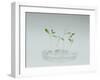 Plant Biotechnology-Lawrence Lawry-Framed Photographic Print