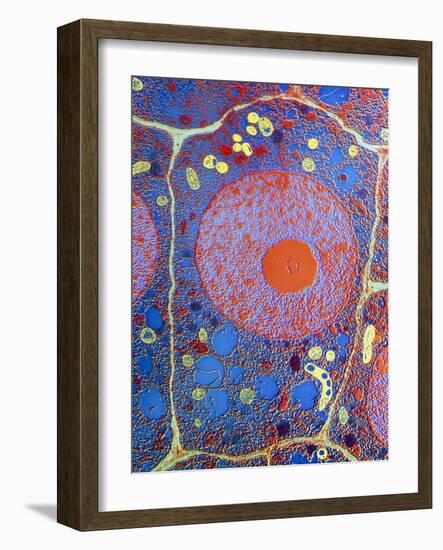 Plant Cell-Dr. Jeremy Burgess-Framed Photographic Print