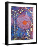 Plant Cell-Dr. Jeremy Burgess-Framed Photographic Print