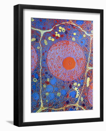 Plant Cell-Dr. Jeremy Burgess-Framed Photographic Print