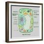 Plant Cell-Gwen Shockey-Framed Giclee Print
