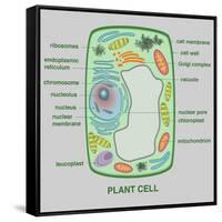 Plant Cell-Gwen Shockey-Framed Stretched Canvas