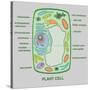 Plant Cell-Gwen Shockey-Stretched Canvas