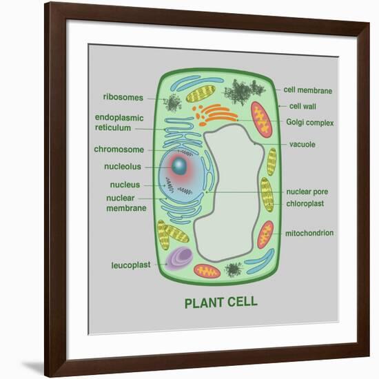 Plant Cell-Gwen Shockey-Framed Giclee Print