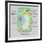 Plant Cell-Gwen Shockey-Framed Giclee Print