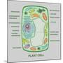 Plant Cell-Gwen Shockey-Mounted Giclee Print