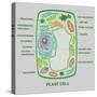 Plant Cell-Gwen Shockey-Stretched Canvas