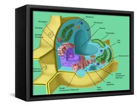 Plant Cell-Spencer Sutton-Framed Stretched Canvas