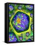 Plant Cells, Artwork-Mehau Kulyk-Framed Stretched Canvas