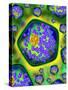 Plant Cells, Artwork-Mehau Kulyk-Stretched Canvas